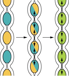 Illustration showing how segmentation involves contractions of the circular muscles in the digestive tract to breakdown food from various macronutrients into chyme.