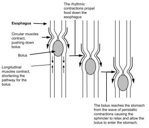 illustration of persistalsis showing circular muscle contraction shortening the pathway for the bolus to go down the esophagus into the stomach
