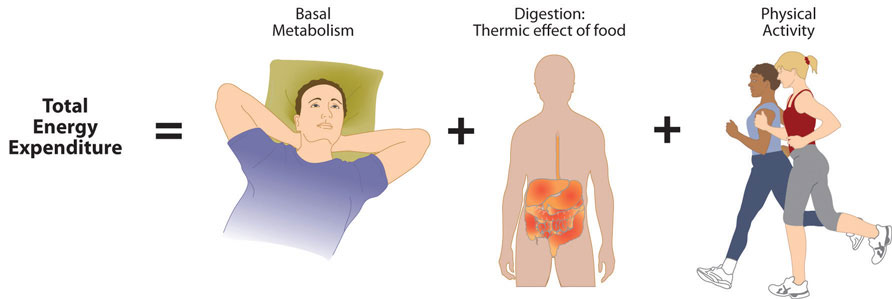 Metabolic states and activities. Total Energy Expenditure = Basal Metabolism + Digestion: Themic effect of food + Physical Activity